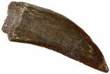 Serrated, Carcharodontosaurus Tooth - Gorgeous Preservation #311043-1